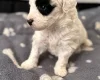 Poochon