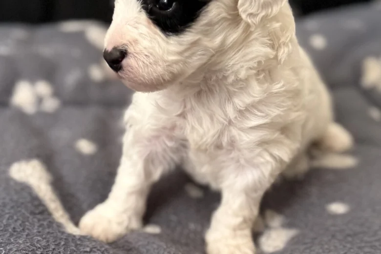 Poochon