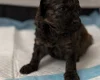 Poochon