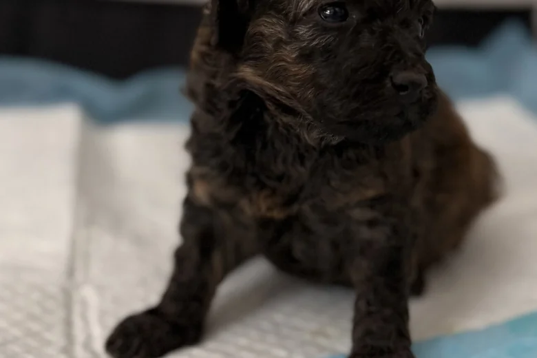 Poochon