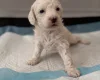 Poochon