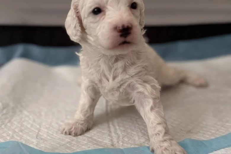 Poochon