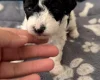 Poochon