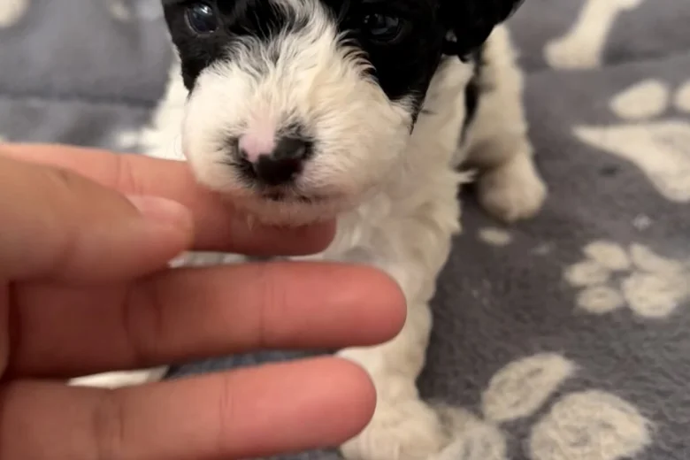 Poochon