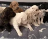Poochon