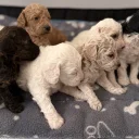 Poochon