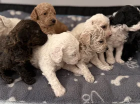 Poochon