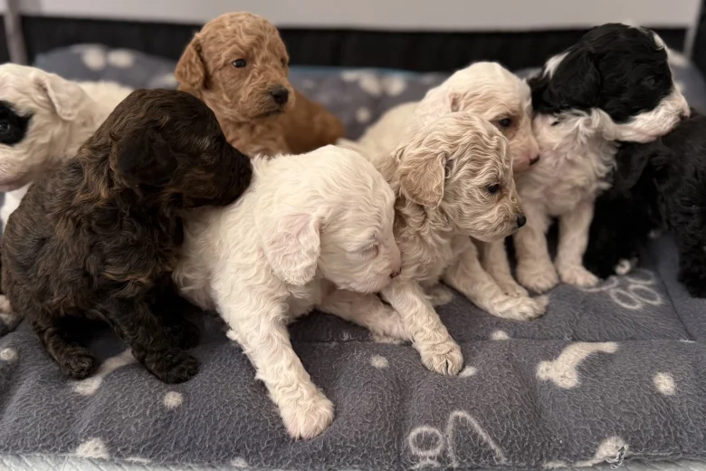 Poochon