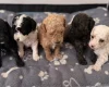 Poochon