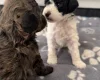 Poochon