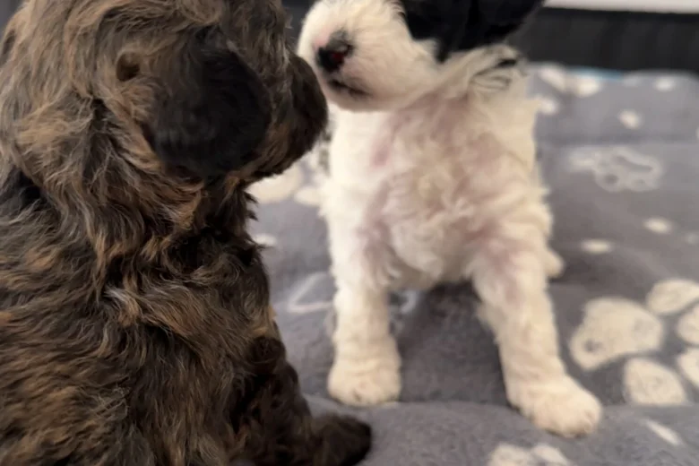 Poochon