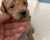 Poochon