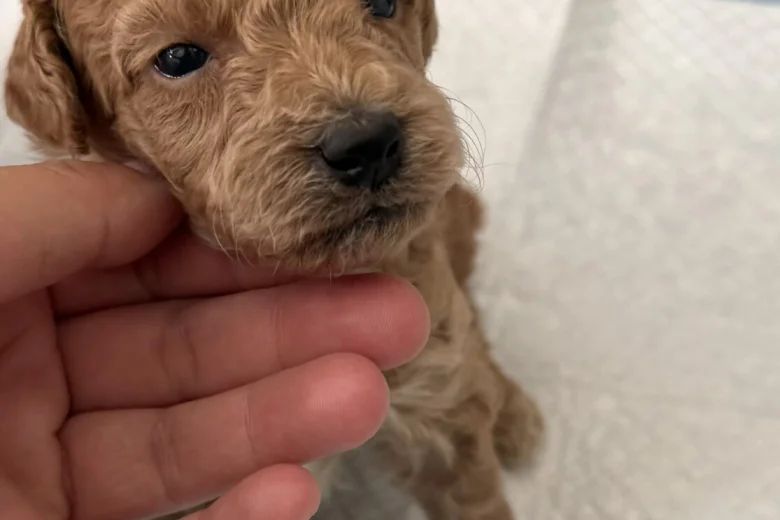 Poochon