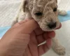 Poochon