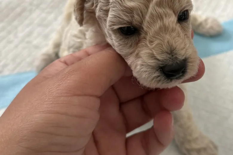 Poochon