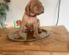 Hungarian Wire Haired Vizsla