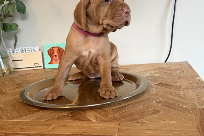 Hungarian Wire Haired Vizsla