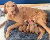 Hungarian Wire Haired Vizsla