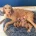 Hungarian Wire Haired Vizsla