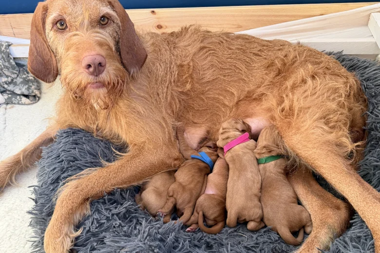 Hungarian Wire Haired Vizsla