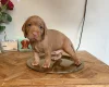 Hungarian Wire Haired Vizsla
