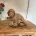 Hungarian Wire Haired Vizsla