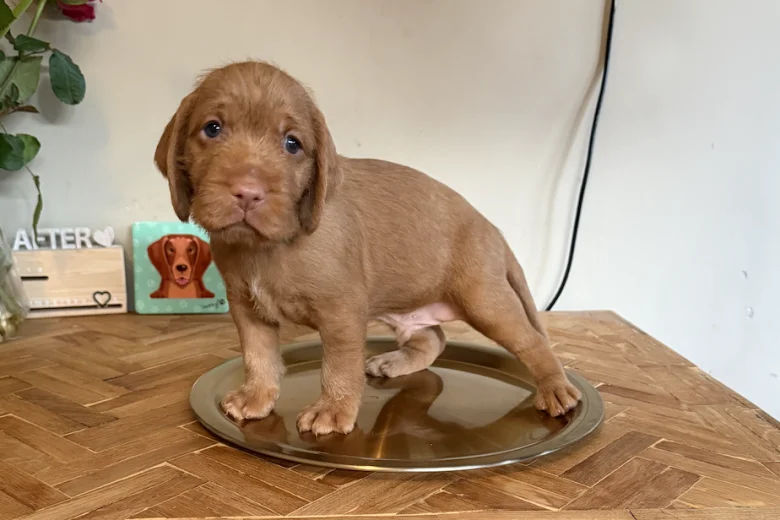 Hungarian Wire Haired Vizsla