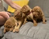 Hungarian Wire Haired Vizsla