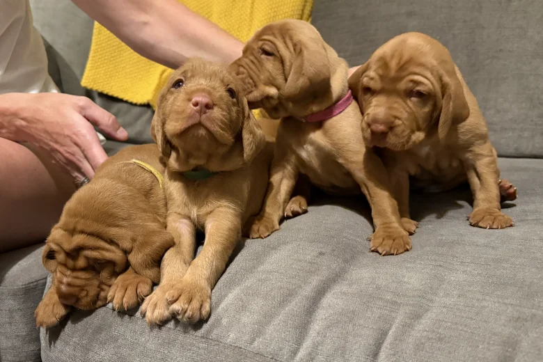Hungarian Wire Haired Vizsla