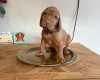 Hungarian Wire Haired Vizsla