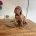 Hungarian Wire Haired Vizsla