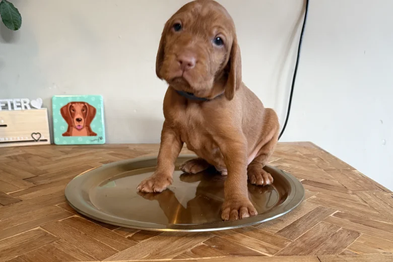 Hungarian Wire Haired Vizsla