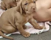 Hungarian Wire Haired Vizsla