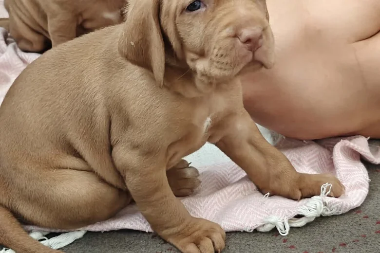 Hungarian Wire Haired Vizsla