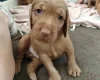 Hungarian Wire Haired Vizsla