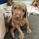 Hungarian Wire Haired Vizsla