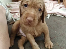 Hungarian Wire Haired Vizsla