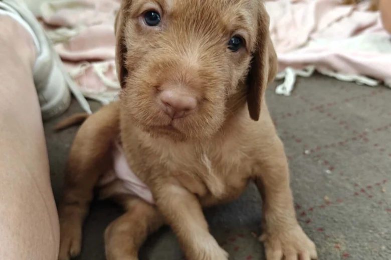 Hungarian Wire Haired Vizsla