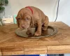 Hungarian Wire Haired Vizsla