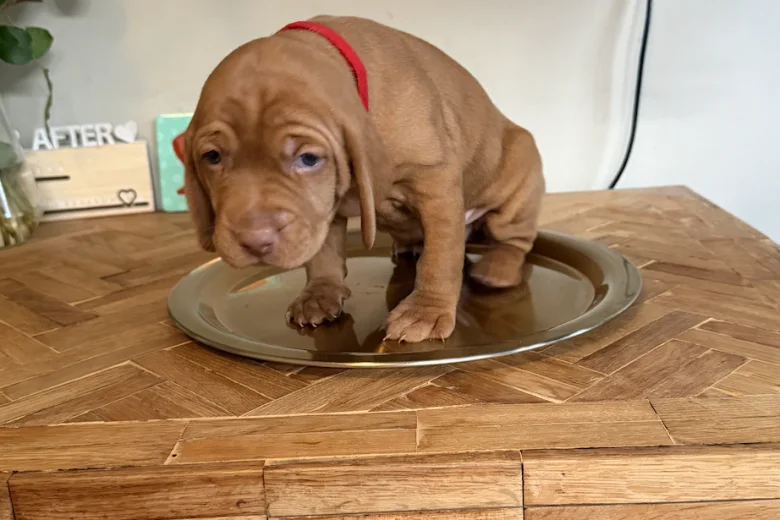 Hungarian Wire Haired Vizsla