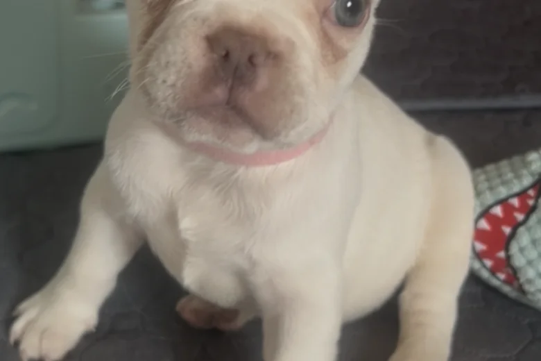 French Bulldog