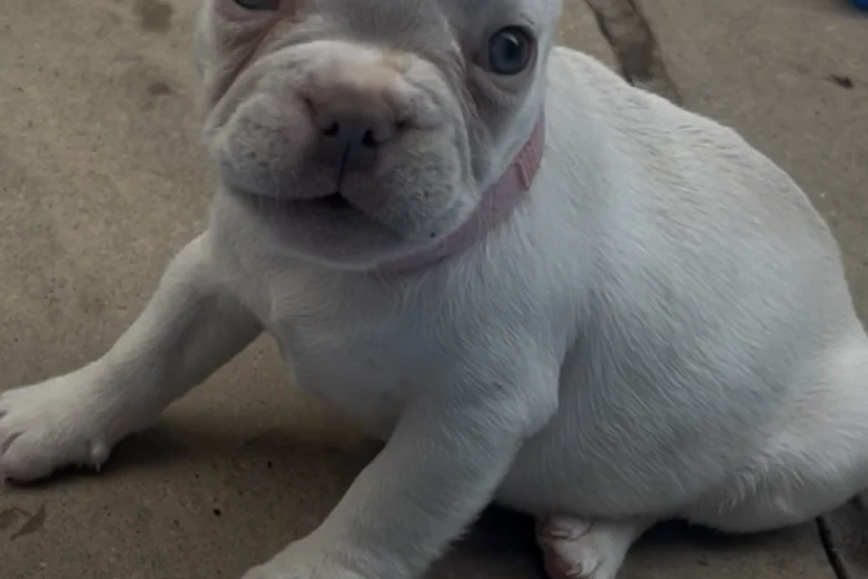 French Bulldog