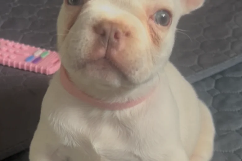 French Bulldog