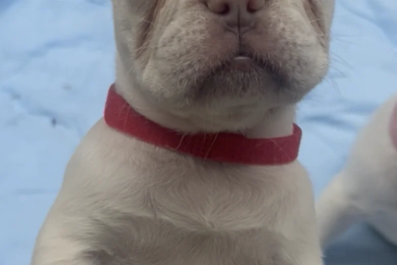 French Bulldog