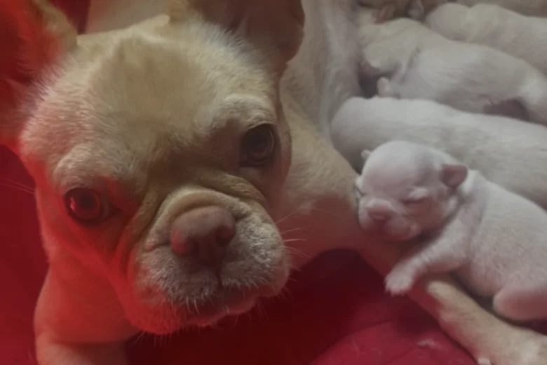 French Bulldog