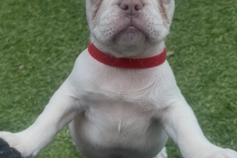 French Bulldog