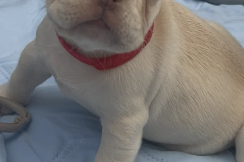 French Bulldog