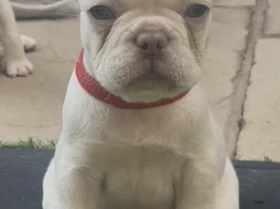 French Bulldog