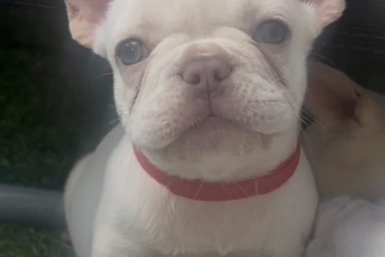 French Bulldog