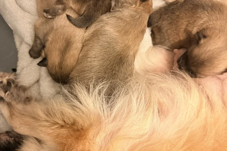 Pomeranian